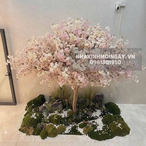 Cây hoa anh đào giả thân gỗ cao 3m