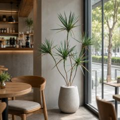Cây huyết dụ giả thân nhỏ
