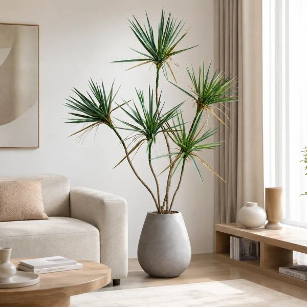 cây huyết dụ thân nhỏ decor phòng khách