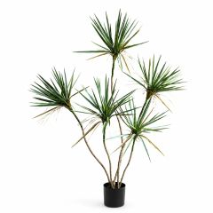 Cây huyết dụ giả thân nhỏ