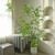 cây nandina giả decor phòng khách đẹp