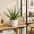 chậu cây nha đam giả để bàn decor kệ sách