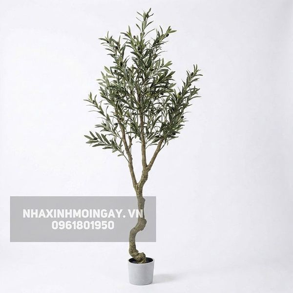Cây Ô Liu Giả Thân Xoắn - Dáng Cổ Thụ Địa Trung Hải