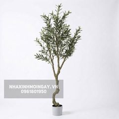 Cây Ô Liu Giả Thân Xoắn - Dáng Cổ Thụ Địa Trung Hải