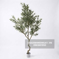 Cây Ô Liu Giả Thân Xoắn - Dáng Cổ Thụ Địa Trung Hải