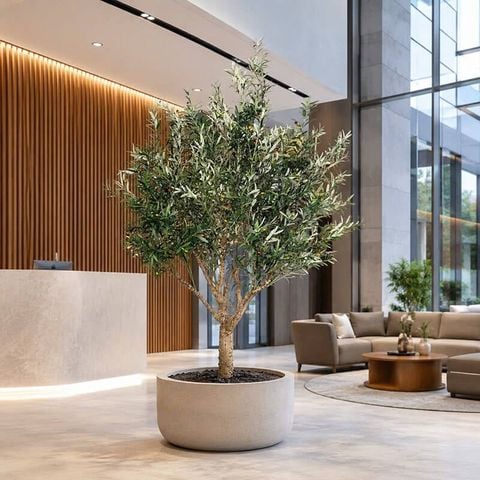 Cây ô liu giả cao 290cm dáng tán lớn trang trí nội thất sang trọng