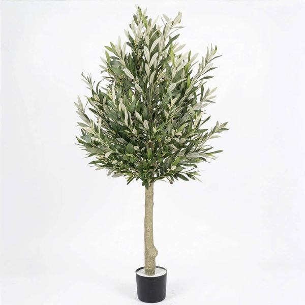 Cây ô liu giả dáng tree tán tròn nhiều lá