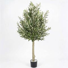 Cây ô liu giả dáng tree tán tròn nhiều lá