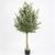 Cây ô liu giả tán tròn nhiều lá dáng tree cao 130cm 160cm