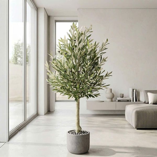 Cây ô liu giả dáng tree tán tròn nhiều lá