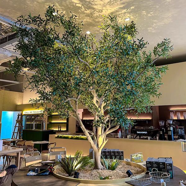 Cây ô liu giả tán tròn nghệ thuật