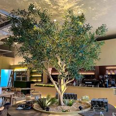 Cây ô liu giả tán tròn nghệ thuật