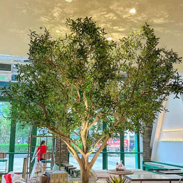 Cây ô liu giả tán tròn nghệ thuật