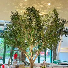 Cây ô liu giả tán tròn nghệ thuật