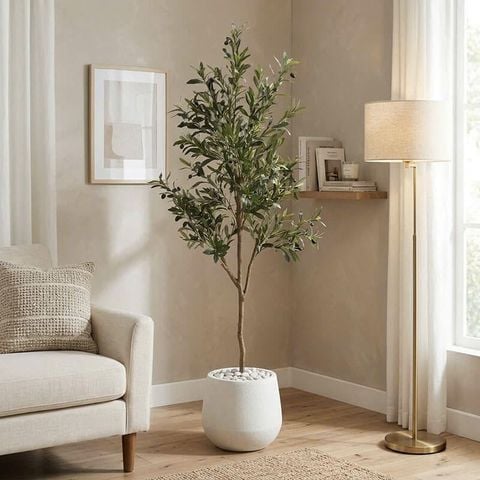 cây ô liu giả  dáng cao tán tự nhiên