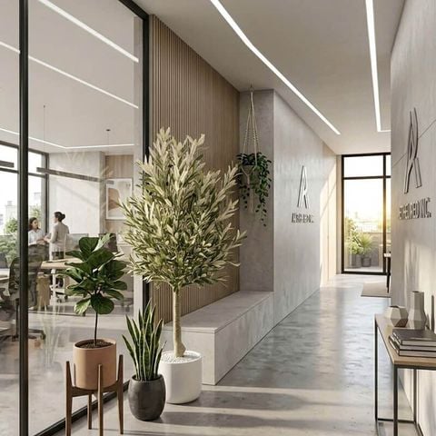 Cây ô liu giả dáng tree tán tròn nhiều lá