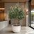 Cây olive giả cao 2m9 tán rộng phù hợp decor sảnh và showroom