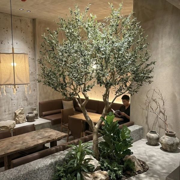 Cây olive (ô liu) giả lớn thân rẽ đôi