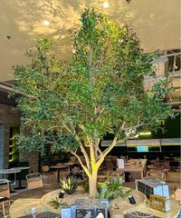 Cây ô liu giả tán tròn nghệ thuật