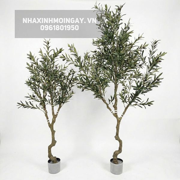 Cây Ô Liu Giả Thân Xoắn - Dáng Cổ Thụ Địa Trung Hải