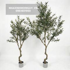 Cây Ô Liu Giả Thân Xoắn - Dáng Cổ Thụ Địa Trung Hải