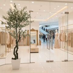 Cây ô liu lá bạc dáng bonsai cao 190 cm