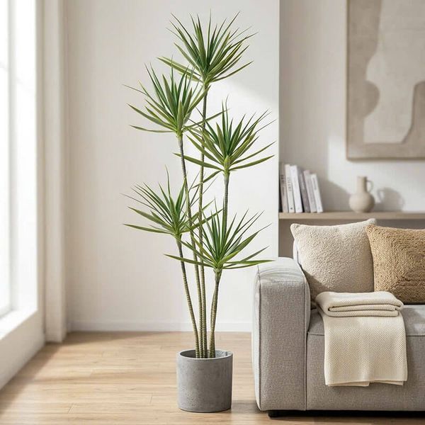 Cây phát tài giả 5 thân cao 180 cm