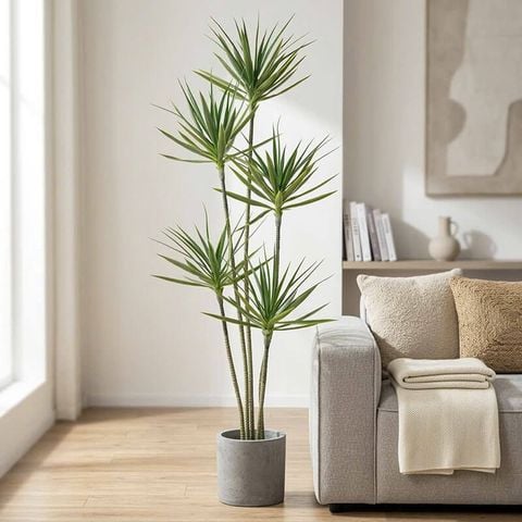 Cây phát tài giả 5 thân cao 180cm trang trí phòng khách sang trọng