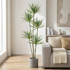 Cây phát tài giả 5 thân cao 180 cm