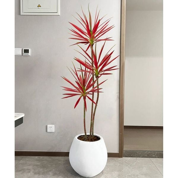 Cây phát tài núi lá đỏ trang trí