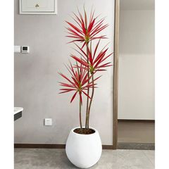 Cây phát tài núi lá đỏ trang trí