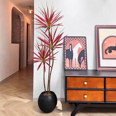 Cây phát tài núi lá đỏ trang trí