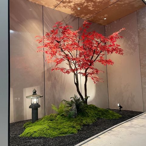 Cây phong giả lá đỏ Nhật Bản