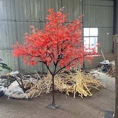 Cây phong giả lá đỏ Nhật Bản