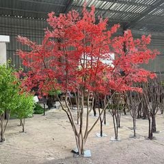 Cây phong giả lá đỏ Nhật Bản