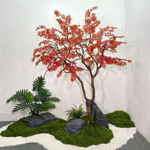 Cây phong giả lá đỏ Nhật Bản