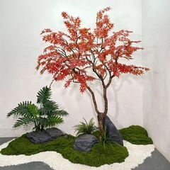 Cây phong giả lá đỏ Nhật Bản