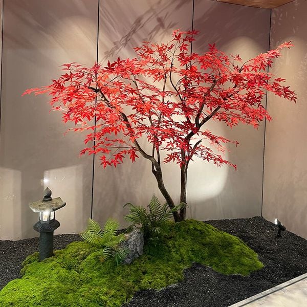 Cây phong giả lá đỏ Nhật Bản
