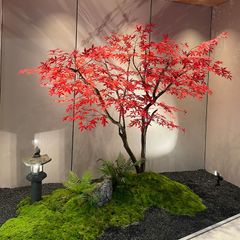Cây phong giả lá đỏ Nhật Bản
