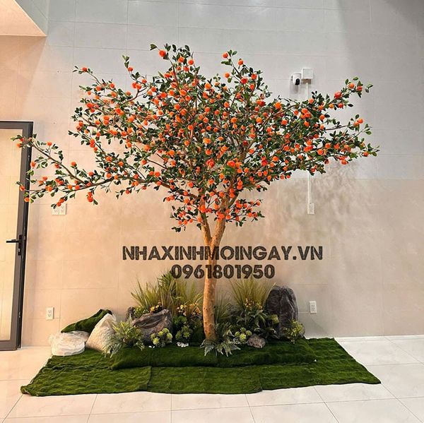 Cây quýt giả cổ thụ kích thước lớn cao 3.5m