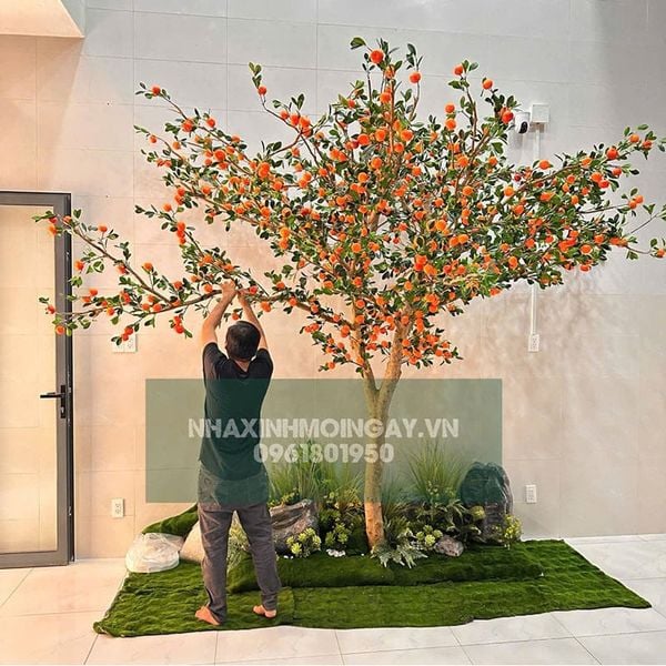 Cây quýt giả cổ thụ kích thước lớn cao 3.5m