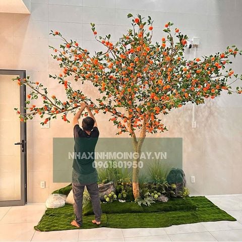 Cây quýt giả cổ thụ kích thước lớn cao 3.5m