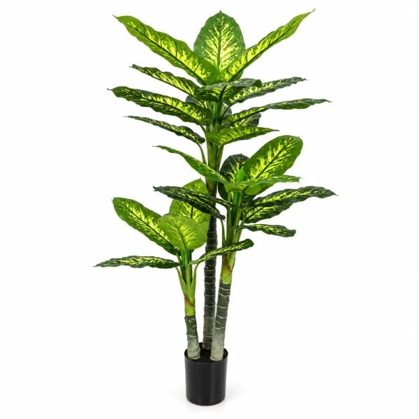 Chậu cây vạn niên thanh giả 3 thân cao 190 cm