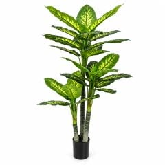 Chậu cây vạn niên thanh giả 3 thân cao 190 cm