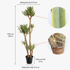 Cây Yucca chân voi giả trang trí