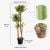 Cận cảnh cây Yucca chân voi giả với lá và thân cây cao 120 cm