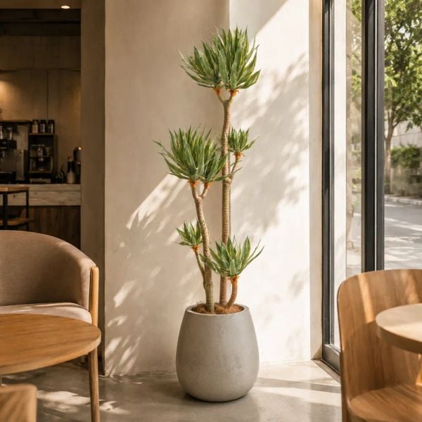 Cây Yucca chân voi giả trang trí