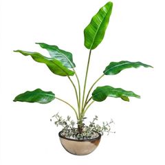 Chậu cây chuối để bàn cao 80 cm decor nội thất