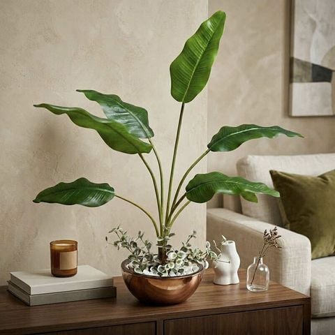 Chậu cây chuối để bàn cao 80cm decor phòng khách thanh lịch