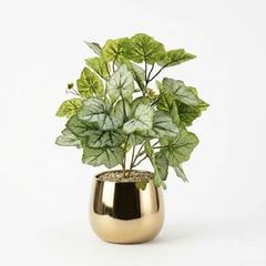 Chậu cây lá dưa hấu để bàn decor nội thất